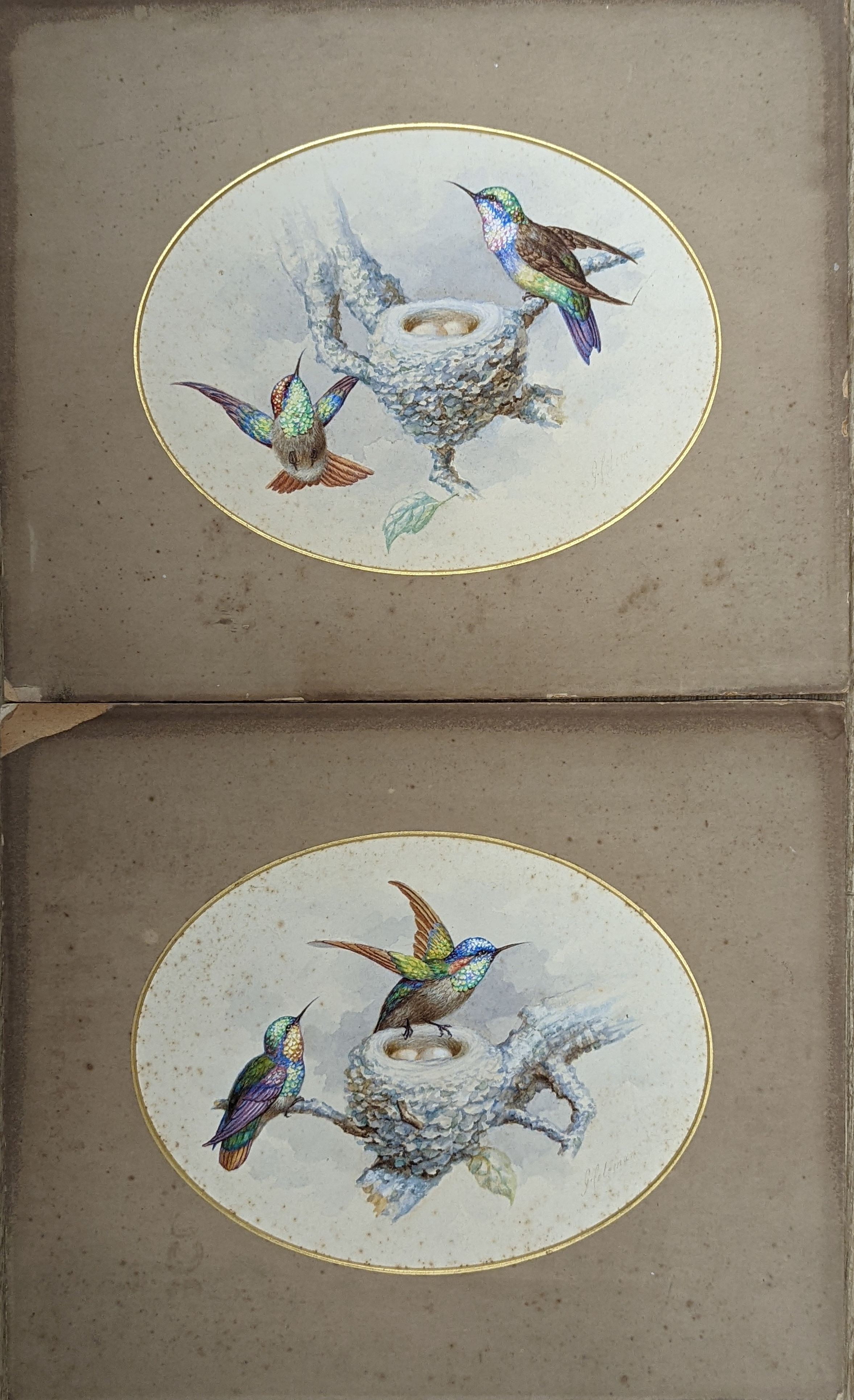 G. Coleman (19th C.), pair of watercolours, Hummingbirds beside nests, signed, 16 x 21cm, unframed
